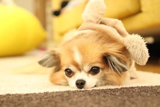 犬が『ふて寝』をする理由4つ　拗ねたような様子をみせる心理や気分転換させる方法まで