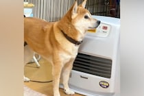 寒がりな犬が『ストーブをつけて』と飼い主に催促→すぐにつけてあげたくなる『可愛すぎる光景』が45万再生「お利口すぎ」「私が温めます」
