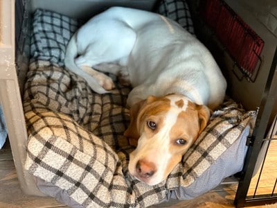 ハウスの中から見上げる犬