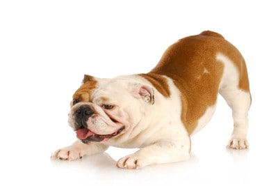 おしりを上げたブルドッグ