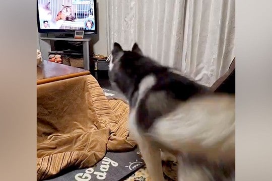 テレビに『猫』が映った結果→ハスキー犬が『遊びたい!』とお誘いして…必死すぎる光景に2万いいね「大興奮すぎるww」「舌出てて可愛い」