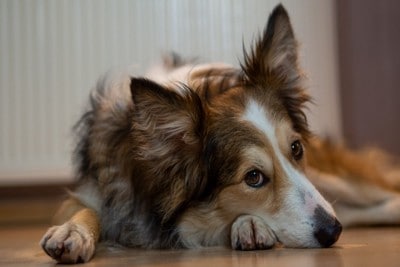 しょんぼりした犬