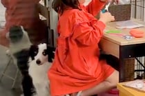 女の子のことが好きすぎる犬→作業中もずっと足元で待っていて…愛に溢れている『従順な光景』に反響「控えめに寄り添ってる」「めっちゃ可愛い」