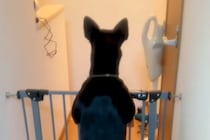 2年前に突然の体調不良で倒れたお父さん→退院後、家に帰ると犬が待っていて…思わず涙する『感動の再会』に反響「嬉しさ爆発」「大好きなんだ」