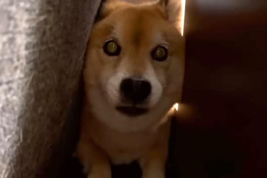 犬に服を着せようとしたら『大嫌いなカッパ』と勘違いしてしまい…まさかの『ブチギレる光景』が18万再生「いい性格してるｗ」「賢い証拠」