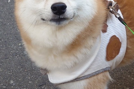 7歳の犬にオヤツをあげようとしたら、もたついてしまい…手間取っている時に見せた『表情』に30万いいね集まる「慈愛ｗ」「悟り開いてて草」