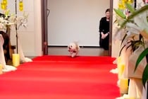 犬が結婚式で『リングドッグ』をした結果→指輪を届けるだけかと思いきや…『最高のおもてなし』に絶賛「可愛くてニヤける」「素敵」と26万再生