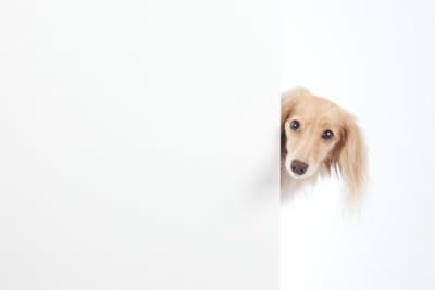 横から覗き込む犬