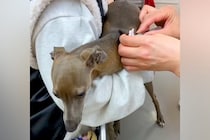 動物病院で注射を打つ犬→針が刺さった瞬間に…思っているのと違った『先生への行動』が34万再生「心の声聞こえた」「スピード感ｗｗ」と反響