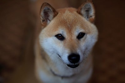 微笑む柴犬の顔のアップ