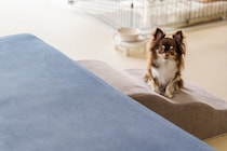 犬が遠くから『飼い主を見つめてくる』心理４つ　なぜ観察してくるの？行動の意味まで解説