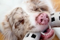 「なんでｗｗｗ」子犬と"引っ張り合い遊び"をしていたら…反則級に尊い『電池切れの瞬間』が41万再生「5万いいね押したい」「可愛すぎ」