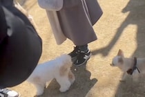 ドッグランで『愛犬がどっか行ったな』と思い探した結果→予想を超える『衝撃の光景』が79万再生「想像以上に馴染んでて草」「しれっとｗ」