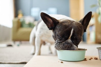 ご飯を食べる犬