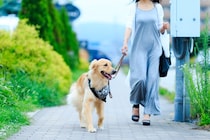 犬の散歩に行ってはいけない『NGタイミング』５選　考えられるリスクや適切な時間帯まで