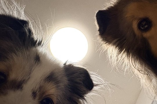 『はい、すいません、起きます』ふと目が覚めると、2匹の犬が…絶対二度寝できない光景に3万いいね「めっちゃ圧で草」「観察されてるw」