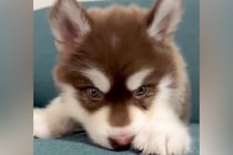 『こんなに小さかった赤ちゃん犬が…』生後4ヶ月になった結果→あまりにも尊い成長の記録が10万再生「愛しいのかたまり」「毎日が貴重な時間」