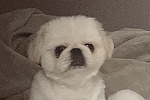 『やけに犬が静かだなあ』と思って様子を確認した結果→「見たことないくつろぎ方」「脱力感たまらん」想定外だった光景に14万表示の反響