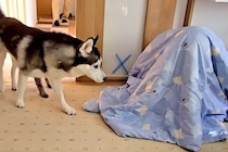 犬たちに内緒で『お兄ちゃんが帰省した』結果→布団に隠れていたら…『1年ぶりの再会』で感情が大爆発する光景が99万再生「たまらん…」