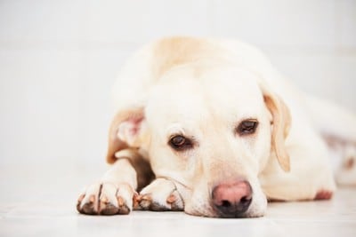 悲しい顔で伏せる犬
