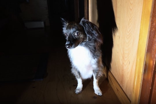 犬が不安になってしまう『飼い主の行動』5選 愛犬に精神的負荷がかかるタブー行為や改善策まで