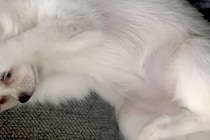 生まれて100日しか経っていないのに…赤ちゃん犬がみせた『まさかの姿勢』が284万表示の反響「猫ミームで草」「やってもうた感ｗｗ」と爆笑