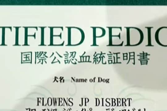 『犬の血統書』が届いたので確認したら…衝撃的な『本当の名前』がSNSで話題「うちはブロッコリーだった」「フラミンゴでした」と18万再生