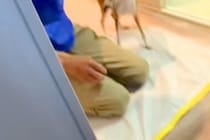 犬がいる家に『工事の作業員』がきた結果→『吠えるかな』と思ったら⋯仕事にならない『想定外の光景』が8万再生「めちゃ可愛い」「たまらん」