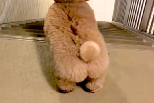 仕事から帰宅したパパを出迎える犬→喜び過ぎてしまい…疲れ吹き飛ぶ『愛おしい行動』が76万再生「愛が止まらないw」「高速コロッケ」と反響