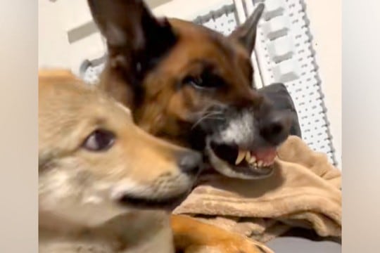 子犬が同居犬に怒られそうになった瞬間、もう1匹のワンコが…まさかの『優しすぎる行動』が23万再生「来るのはっやw」「めっちゃ平和」と称賛