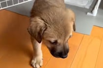 たらい回しにされ、処分寸前の子犬を保護→不安げな様子で…思わず涙する『家族になっていく光景』に「もう怖くないね」「幸せになって」と反響