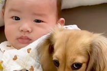 赤ちゃんと遊びたい犬→ママに『ダメですよ』と止められてしまい…愛おしすぎる反応が73万再生「邪魔しないで！って眼差し」「大好きなんだね」