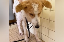 命の期限が迫った『元野犬』を保護して初日、人に怯えてしまい…1年8ヶ月後の『嘘のような光景と軌跡』に涙「優しい子」「賢い」と206万再生