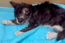 道端で意識を失っていた子猫を保護→『大型犬が教育した』結果…まさかの『影響を受け過ぎてしまった光景』が61万再生「犬化してる」「尊い…」