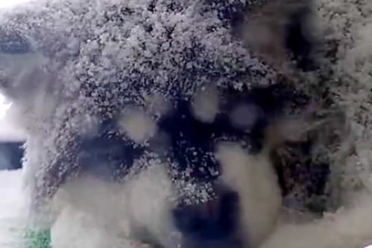 雪が降る中、ベランダに出た大型犬→『寒くないかな』とふと見たら…衝撃的な『まさかの光景』が112万再生「さすがアラスカ犬」「悶絶した」