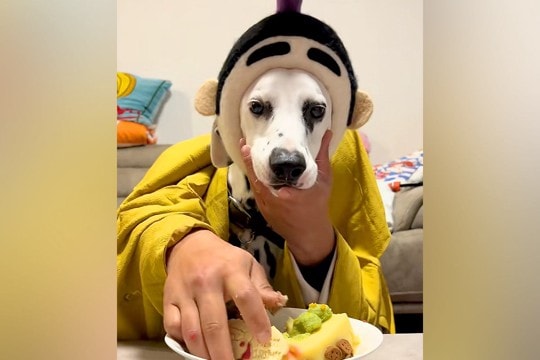 犬と『二人羽織』に挑戦した結果→本能むき出し過ぎる『カオスな状況』に256万再生の反響「脳がバグるｗ」「制御不能ｗｗ」「ご乱心で草」