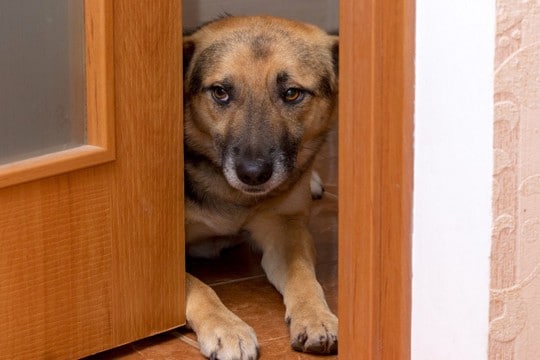 犬を『入れてはいけない場所』の特徴8つ　愛犬にとって危険な部屋の状況や起こり得るトラブルまで