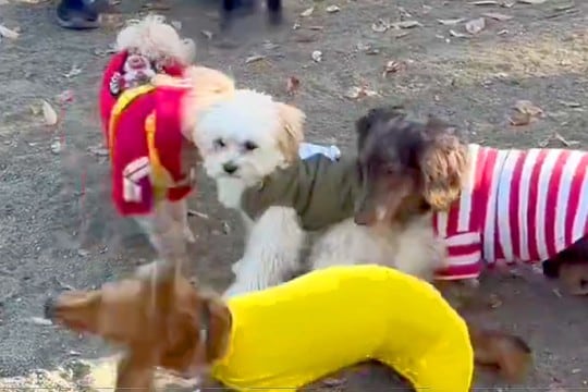 犬見知りの子犬が『たくさんの犬に囲まれてしまった』結果→可愛すぎる『解決策』に1万いいね「知らないお姉さん羨まし過ぎ」「助け求めてるｗ」