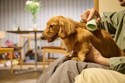 ブラッシングされる犬