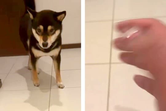 犬を呼んでも来ないので『他の犬を撫でるふり』をした結果…「思春期の子供で草」「ワロタww」予想裏切る『まさかのリアクション』が38万再生