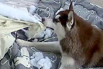 お留守番中のハスキー犬3匹→ふと見守りカメラを覗いてみたら…悲酸すぎる『衝撃の光景』に1万いいね集まる「大惨事で草」「初めて見たｗｗ」