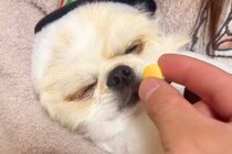 爆睡している犬の前におやつを差し出した結果→気づいた瞬間に…衝撃の瞬発力が323万再生「はやっｗｗ」「目がキマってて草」と爆笑の声