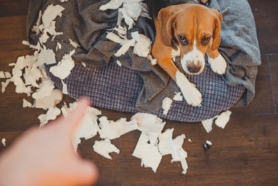イタズラして怒られる子犬