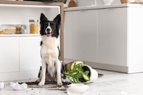 『犬を飼って後悔してしまう』理由５選　愛犬との生活で大変なことや迎える前に知っておくべき現実とは？