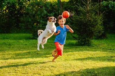 男の子とボール遊びをする犬