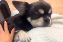 妊娠中、いつも寄り添い続けてくれた犬→出産後、赤ちゃんと初対面を果たしたら…思わず涙が出る光景が31万再生「泣けてくる…」「頼もしい」