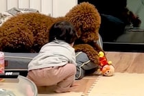 『アンパンマン人形』で遊ぶ大型犬と1歳の男の子→取り合いになって…まるで『本当の兄弟』のような光景に反響「可愛い」「勝ち誇ってるｗ」