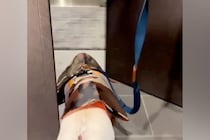 散歩前、ご機嫌な犬→玄関を出た瞬間『雪』が積もっていて…気付いた瞬間の『絶望』が11万再生「真顔やめｗｗｗ」「きれいに滑ってて草」