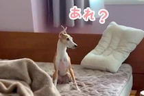 『一緒に寝よう』とベッドへ向かうパパと犬→途中で隠れてみた結果…とんでもなく『健気な行動』が114万再生「子供と一緒」「親子の愛を確信」