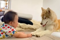 床の上で、赤ちゃんと向かい合う大型犬→まるでベビーシッター？あまりにも『愛おしい時間』が47万再生「何回も見ちゃった」「ほっこり」と反響